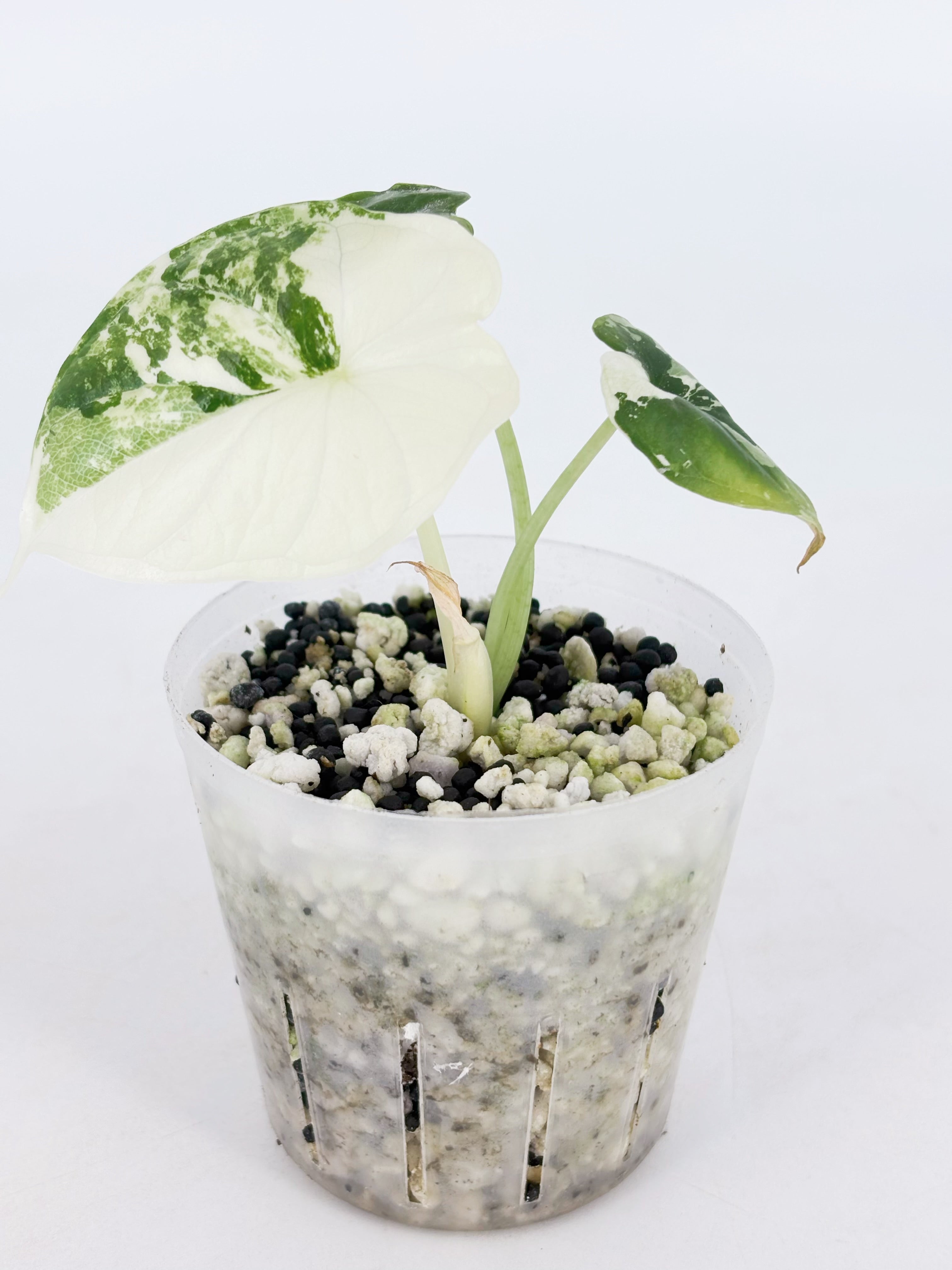 Alocasia Dragon Scale Albo@BC Warehouse