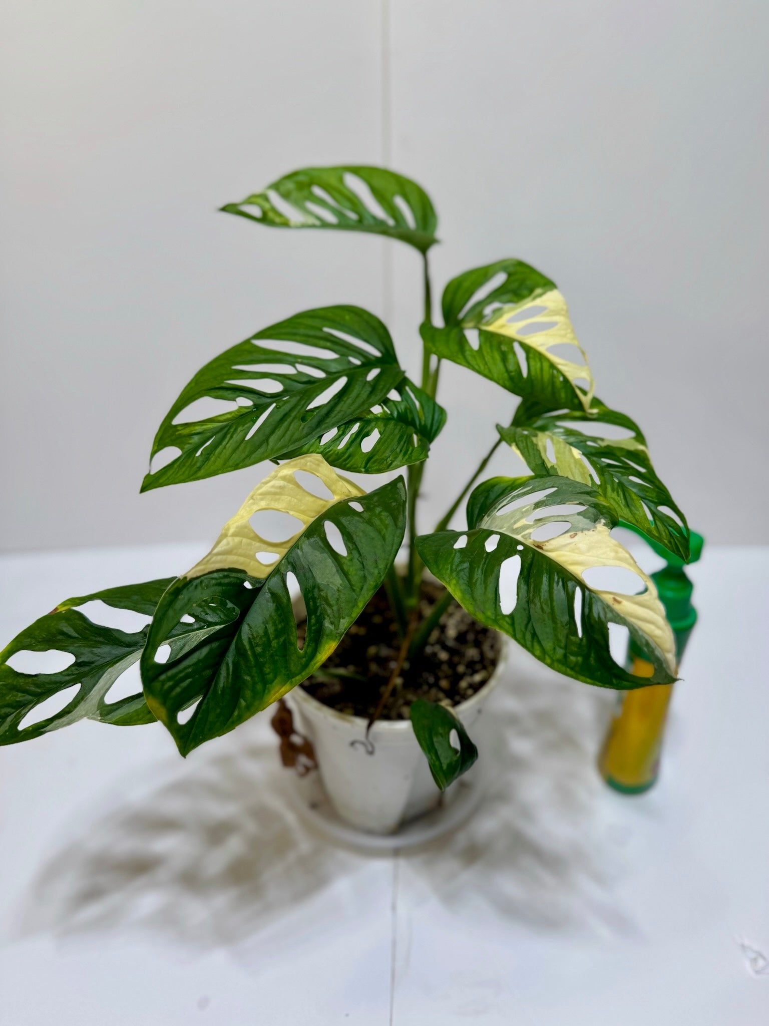 Monstera Adansonii Japanese Tricolor