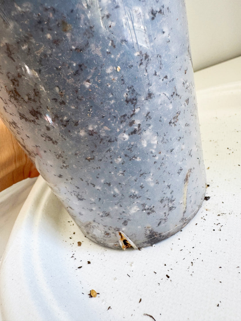 Monstera Albo -Japan