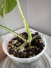 Monstera Albo