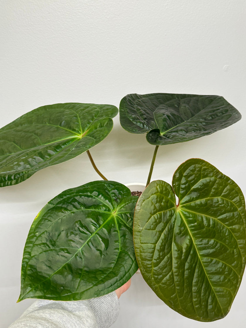 Anthurium Lux x Dark Crystallinum XXL *Pick Up&Local Delivery Only*