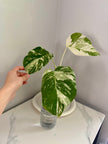 Monstera Albo
