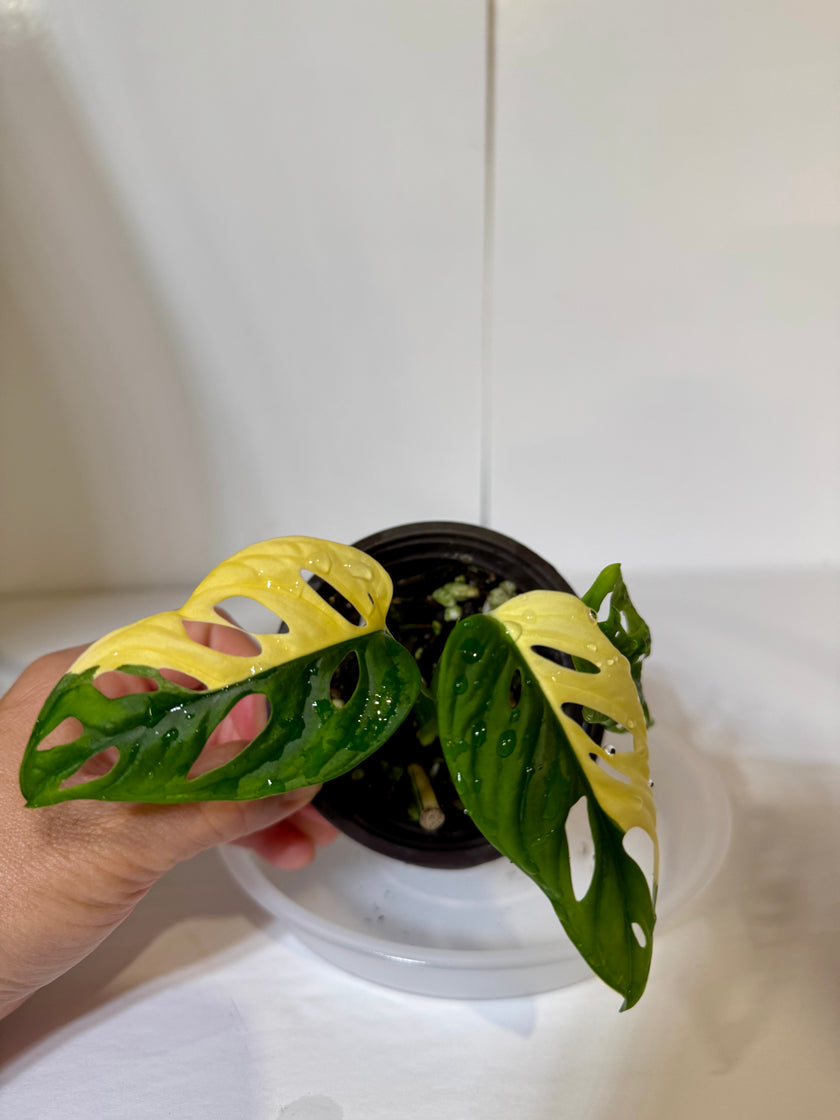 Monstera Adansonii Japanese Tricolor