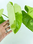 Philodendron Jose Buno XL *Pick up& Local Delivery Only*