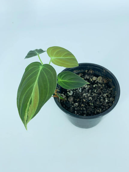 Philodendron Melanochrysum Var