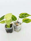 Variegated Anthurium Combo (Crystallinum Var. & Dark Phoenix Mint) @BC Warehouse