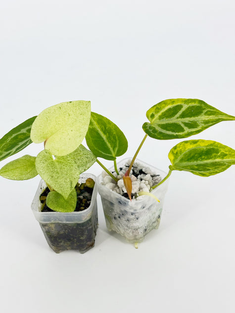Variegated Anthurium Combo (Crystallinum Var. & Dark Phoenix Mint) @BC Warehouse