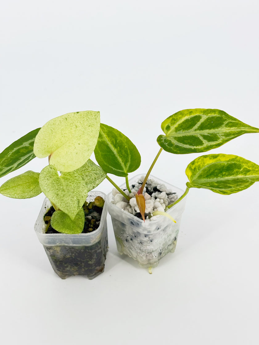 Variegated Anthurium Combo (Crystallinum Var. & Dark Phoenix Mint) @BC Warehouse