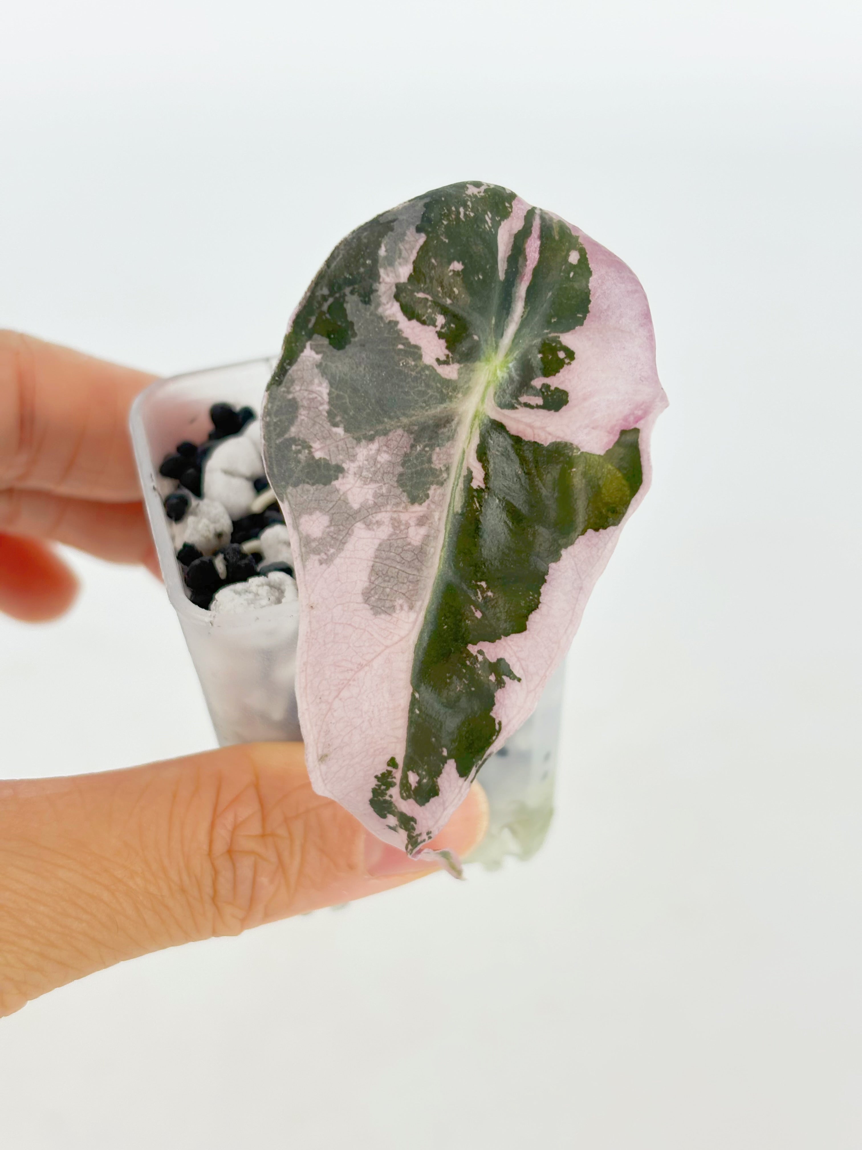 Alocasia Polly Pink@BC Warehouse
