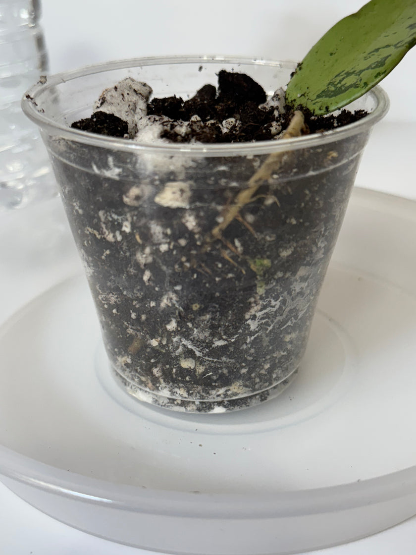 Hoya Silver Dollar -03D