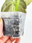 Philodendron Melanochrysum Var @BC Warehouse