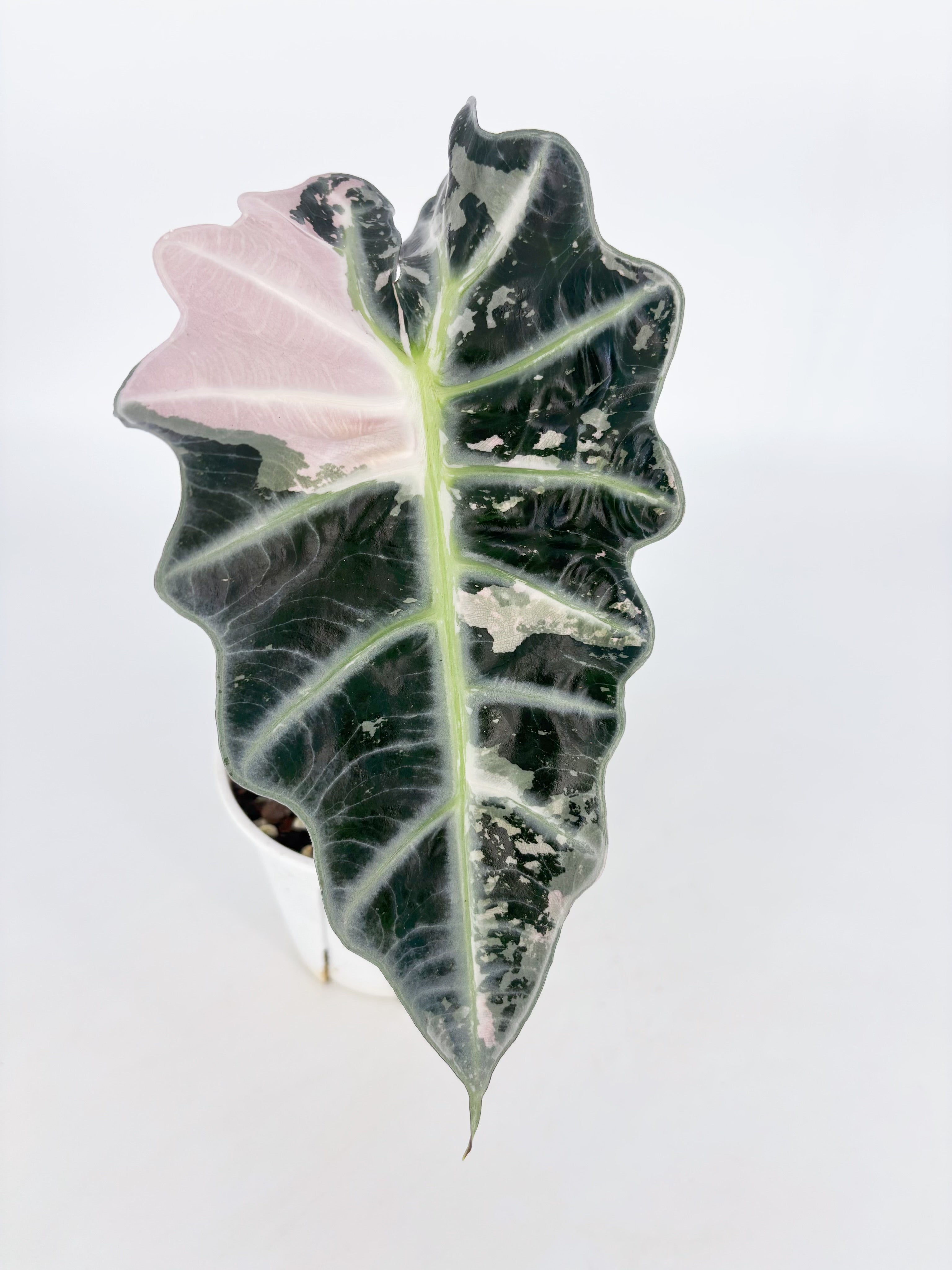 Alocasia Combo (Pink Polly & Chantrieri Pink) Pick Up Only@BC Warehouse