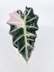 Alocasia Combo (Pink Polly & Chantrieri Pink) Pick Up Only@BC Warehouse