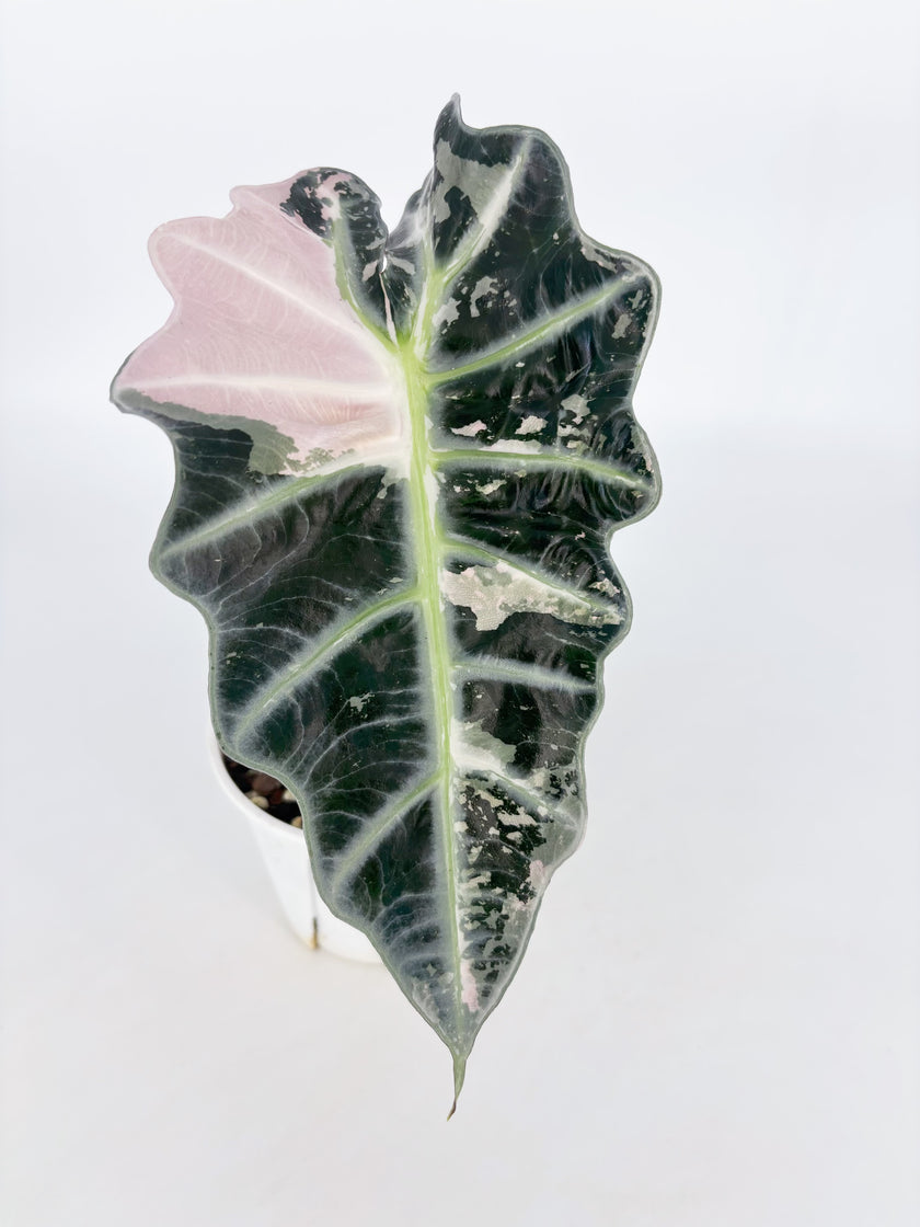 Alocasia Combo (Pink Polly & Chantrieri Pink) Pick Up Only@BC Warehouse