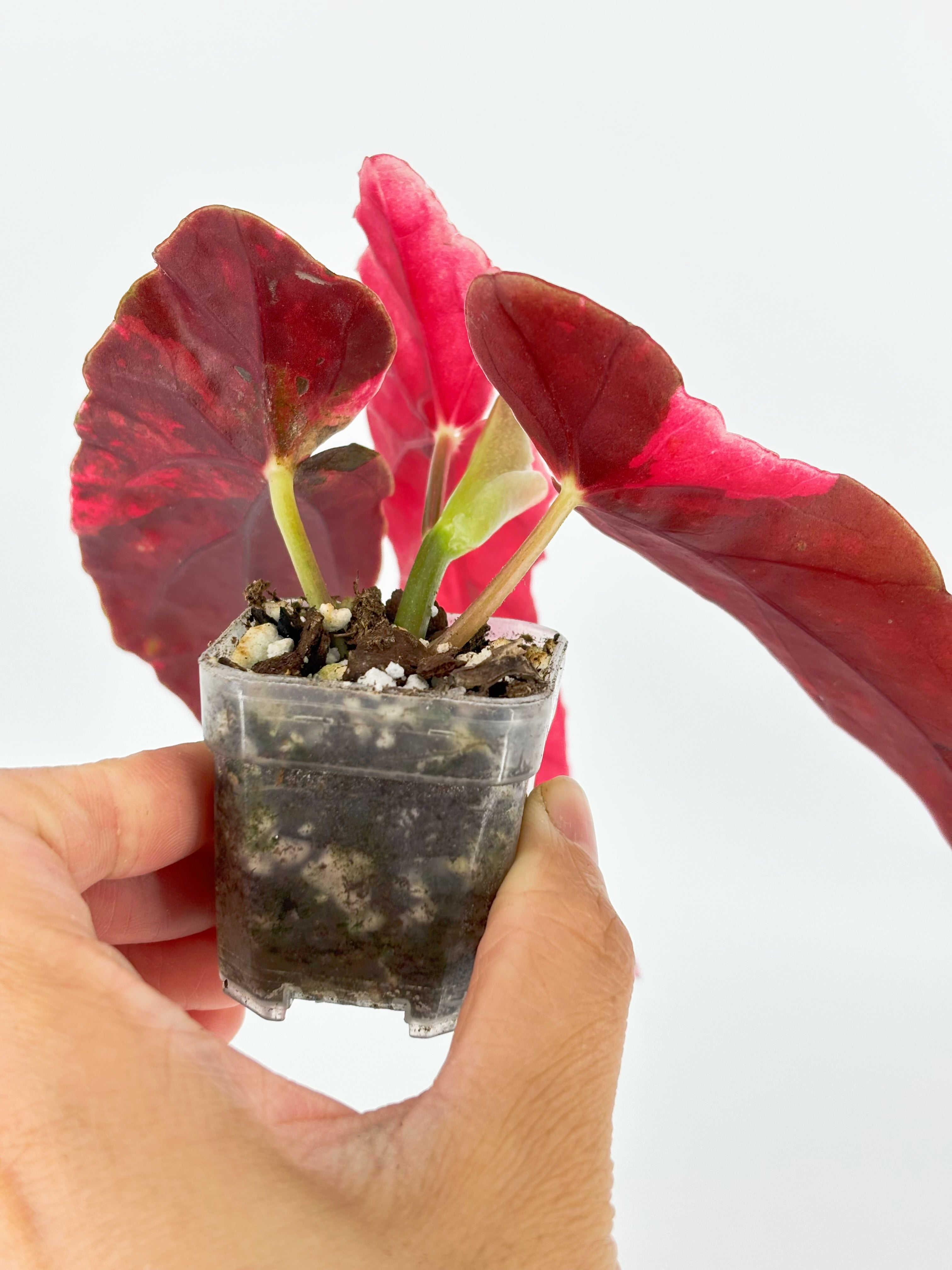 Begonia Pink Maculata @BC Warehouse