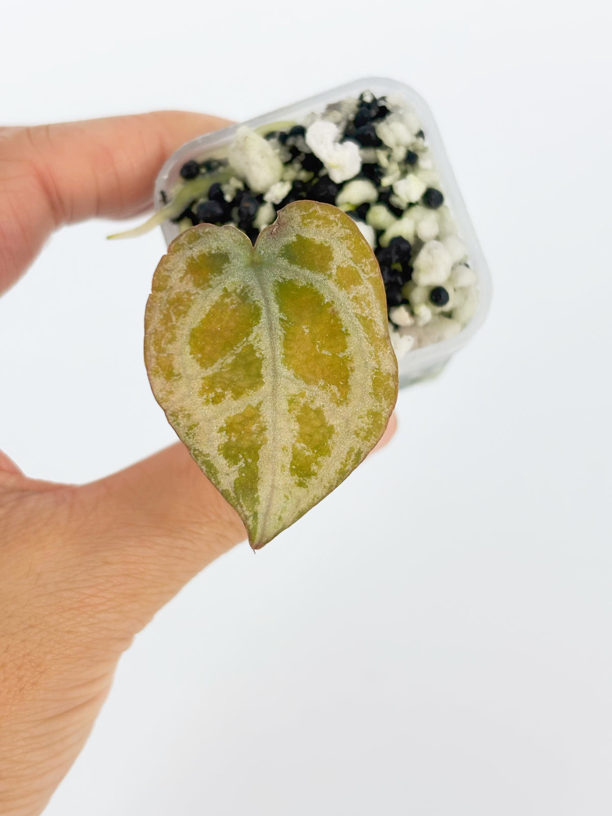 Anthurium Diamond Shield@BC Warehouse