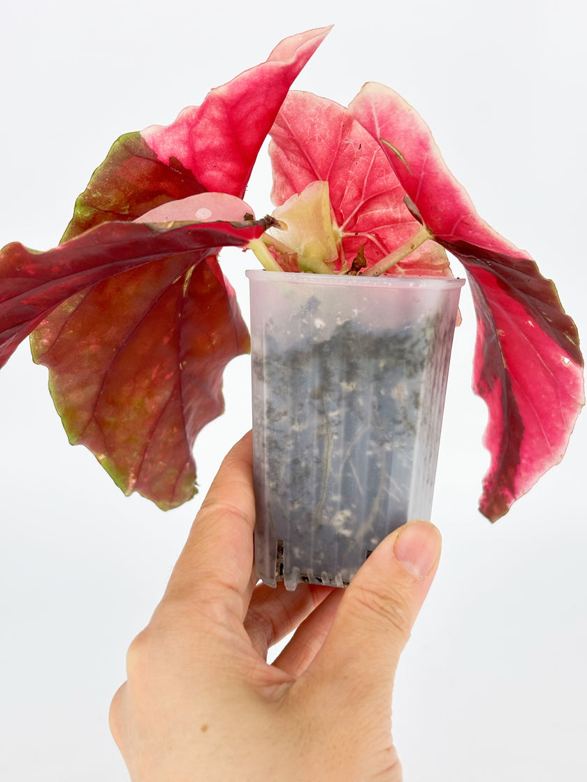 *Grower’s Choice* Begonia Maculata Pink