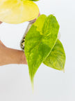 Alocasia Dragon Scale Aurea @BC Warehouse