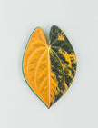 Tropical Leaf Magnet — Anthurium Series