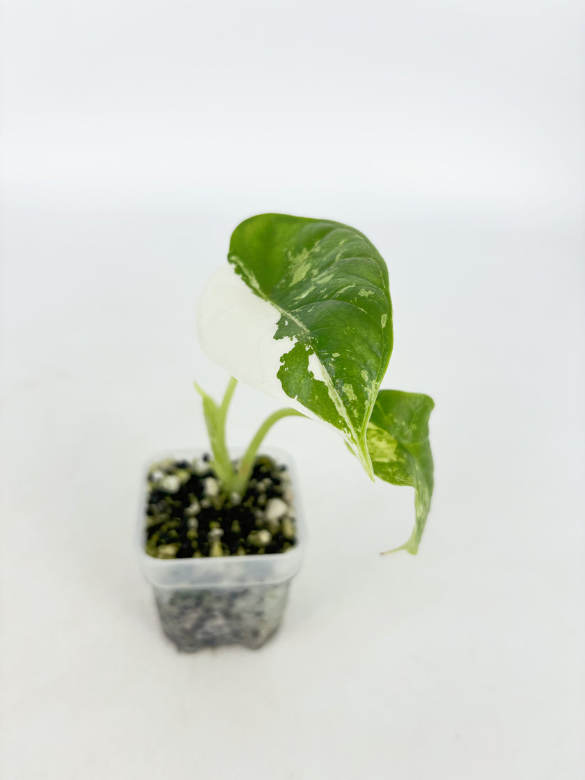 Alocasia Dragon Scale Var Duo @BC Warehousel