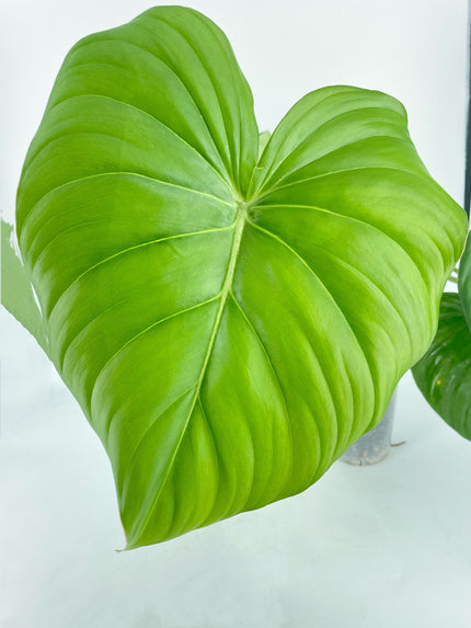 Philodendron McDowell XL *Pick up& GTA Delivery only*