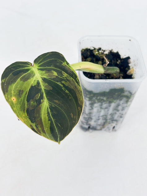 Philodendron Melanochrysum Var@BC Warehouse