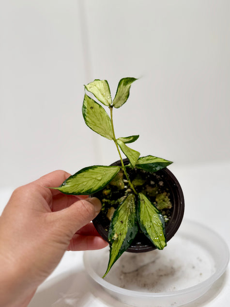 Hoya polyneura inner variegated fishtail @Markham Warehouse