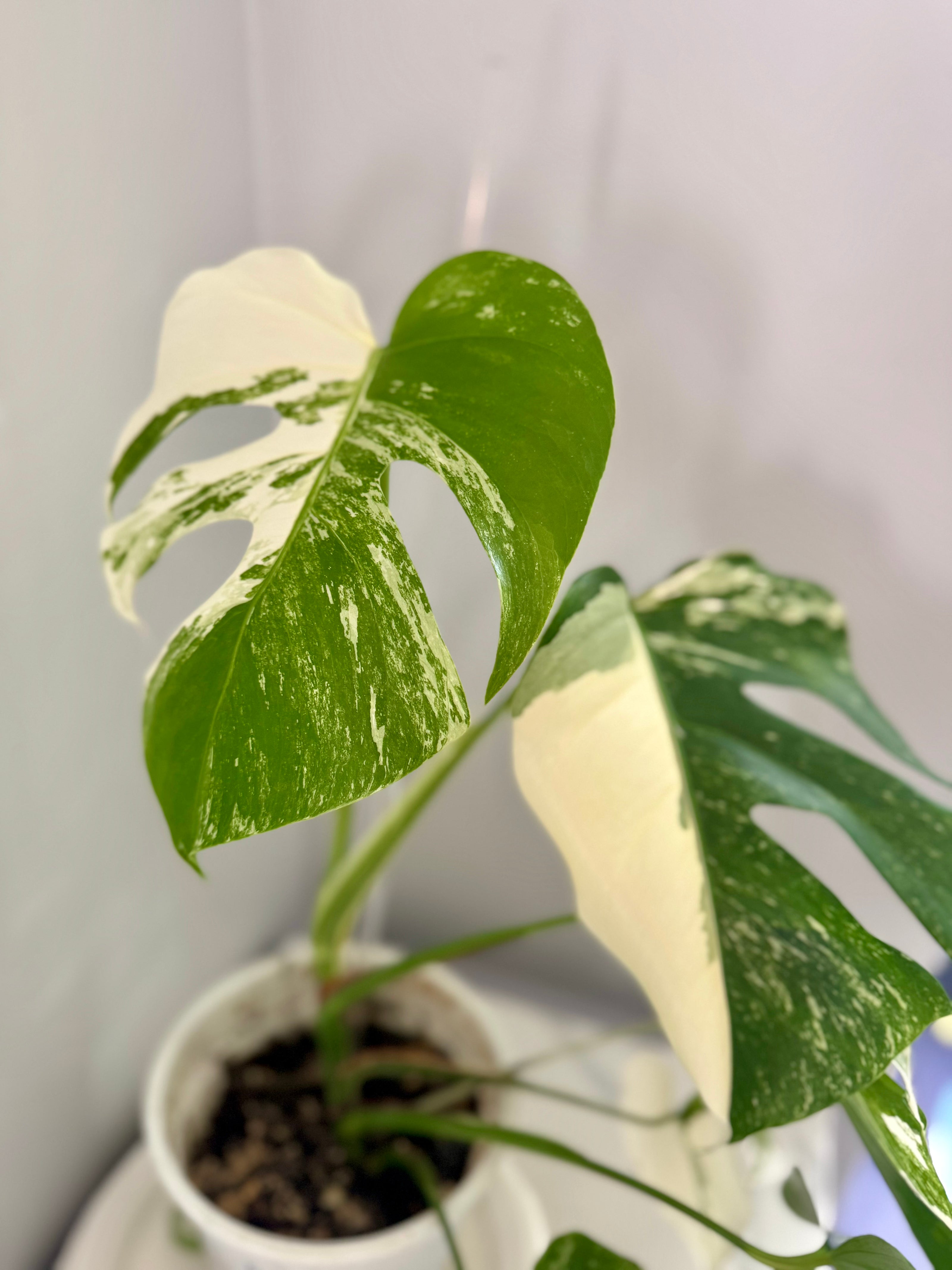 Monstera Albo -Japanese