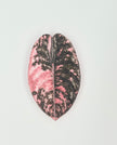 Tropical Leaf Magnet — Alocasia Series