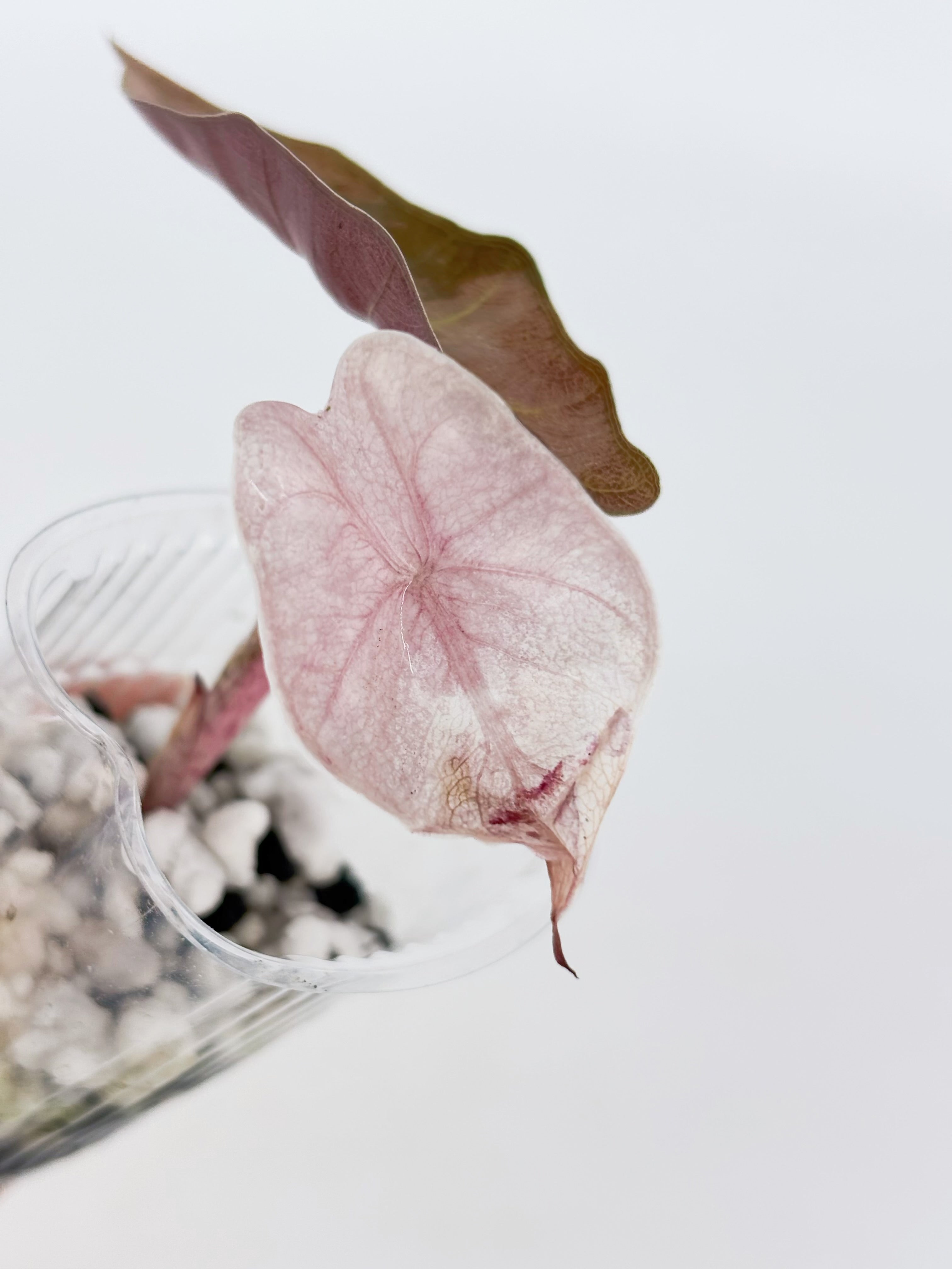 Alocasia Combo (Noblis Pink +Pseudo Sanderiana Pink) @BC Warehouse