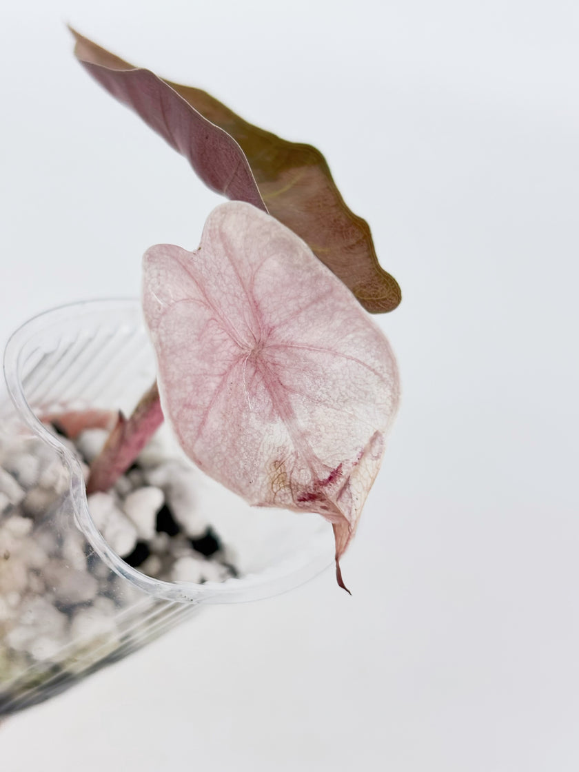 Alocasia Combo (Noblis Pink +Pseudo Sanderiana Pink) @BC Warehouse