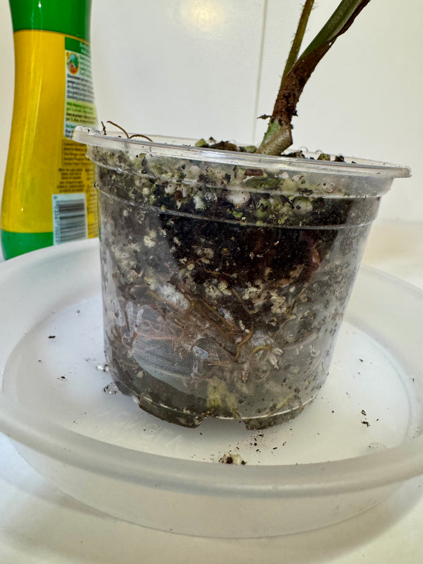 Philodendron Verrucusum