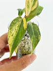 Philodendron Gloriosum Tricolor @BC Warehouse