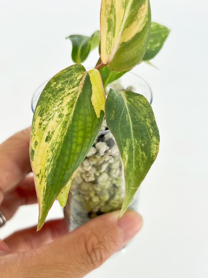 Philodendron Gloriosum Tricolor @BC Warehouse