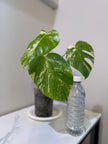 Monstera Albo