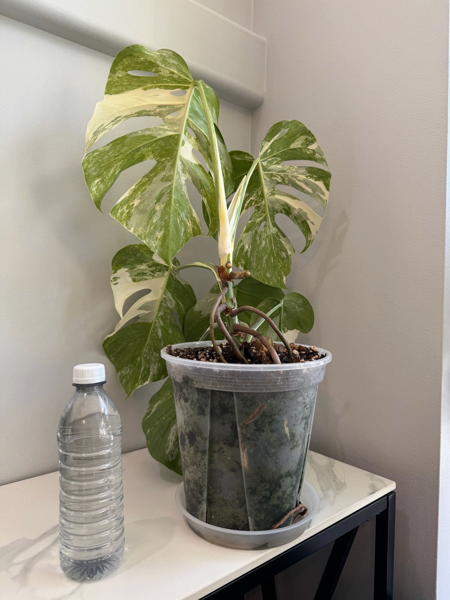 Monstera Albo Holland @ON Warehouse *Pick Up &GTA Delivery Only*