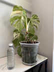 Monstera Albo Holland @ON Warehouse *Pick Up &GTA Delivery Only*
