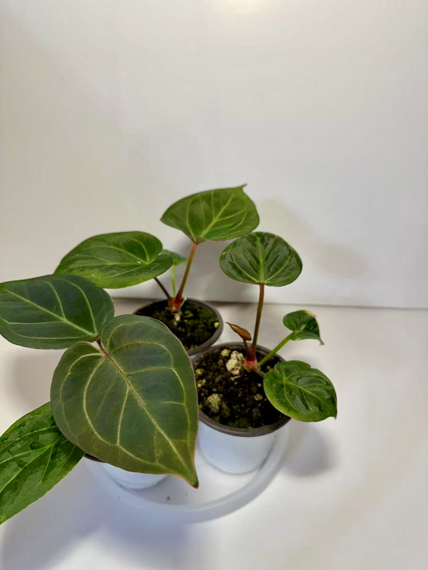 Anthurium King of Spades (KOS) *Multiple Available Random Selection*