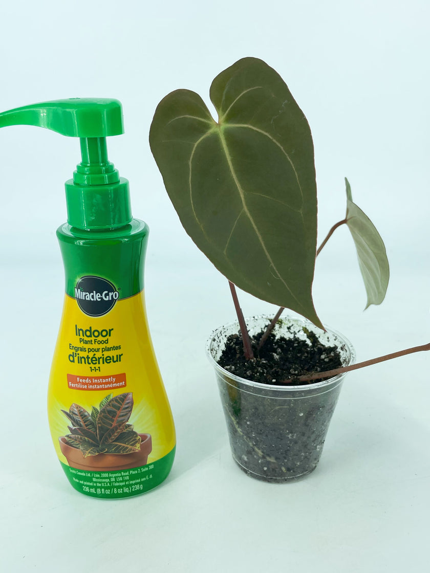 Anthurium Ace of Spades Self