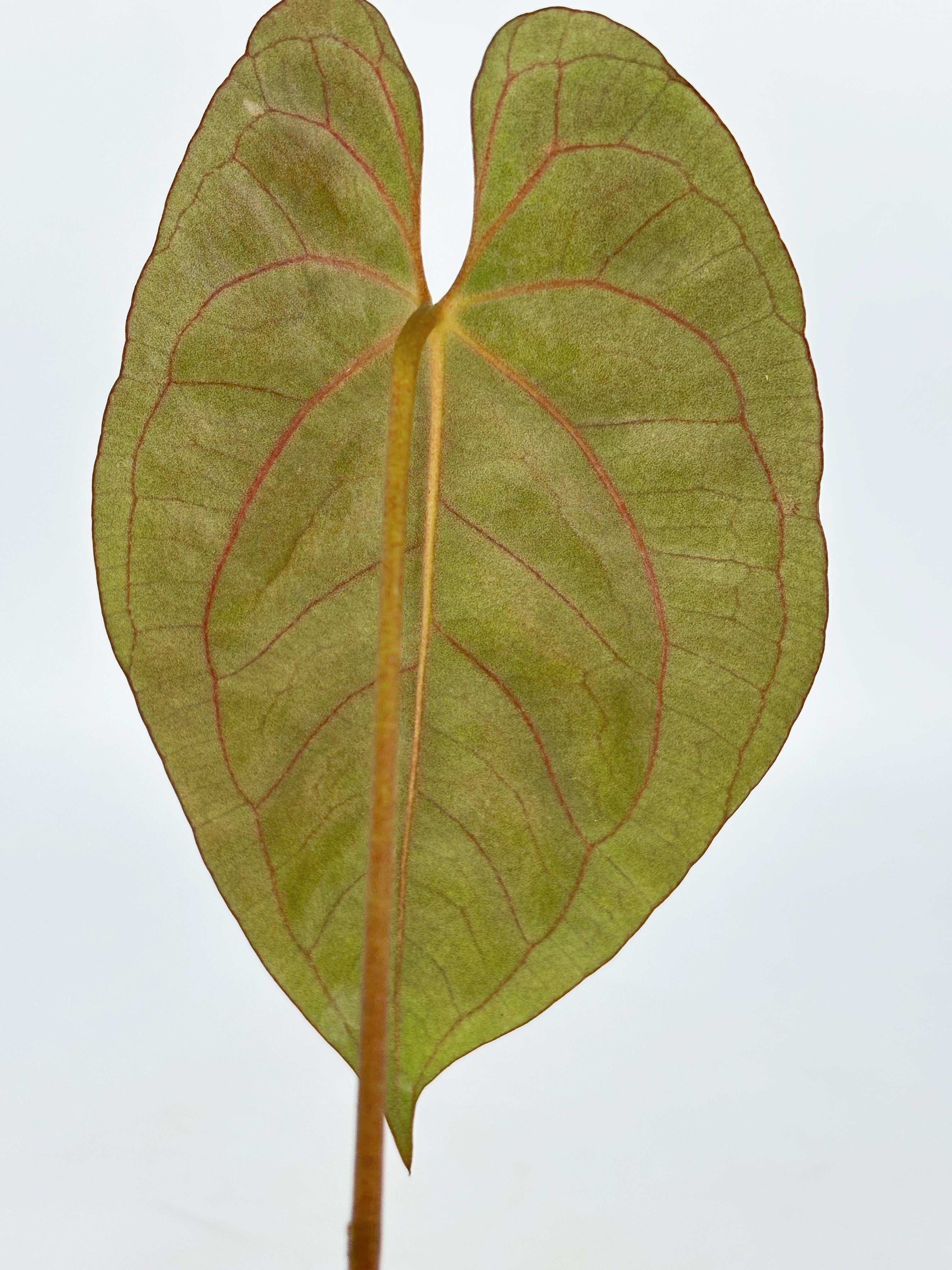 Anthurium Dark Phoenix X Papi RLFS@BC Warehouse