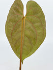 Anthurium Dark Phoenix X Papi RLFS@BC Warehouse