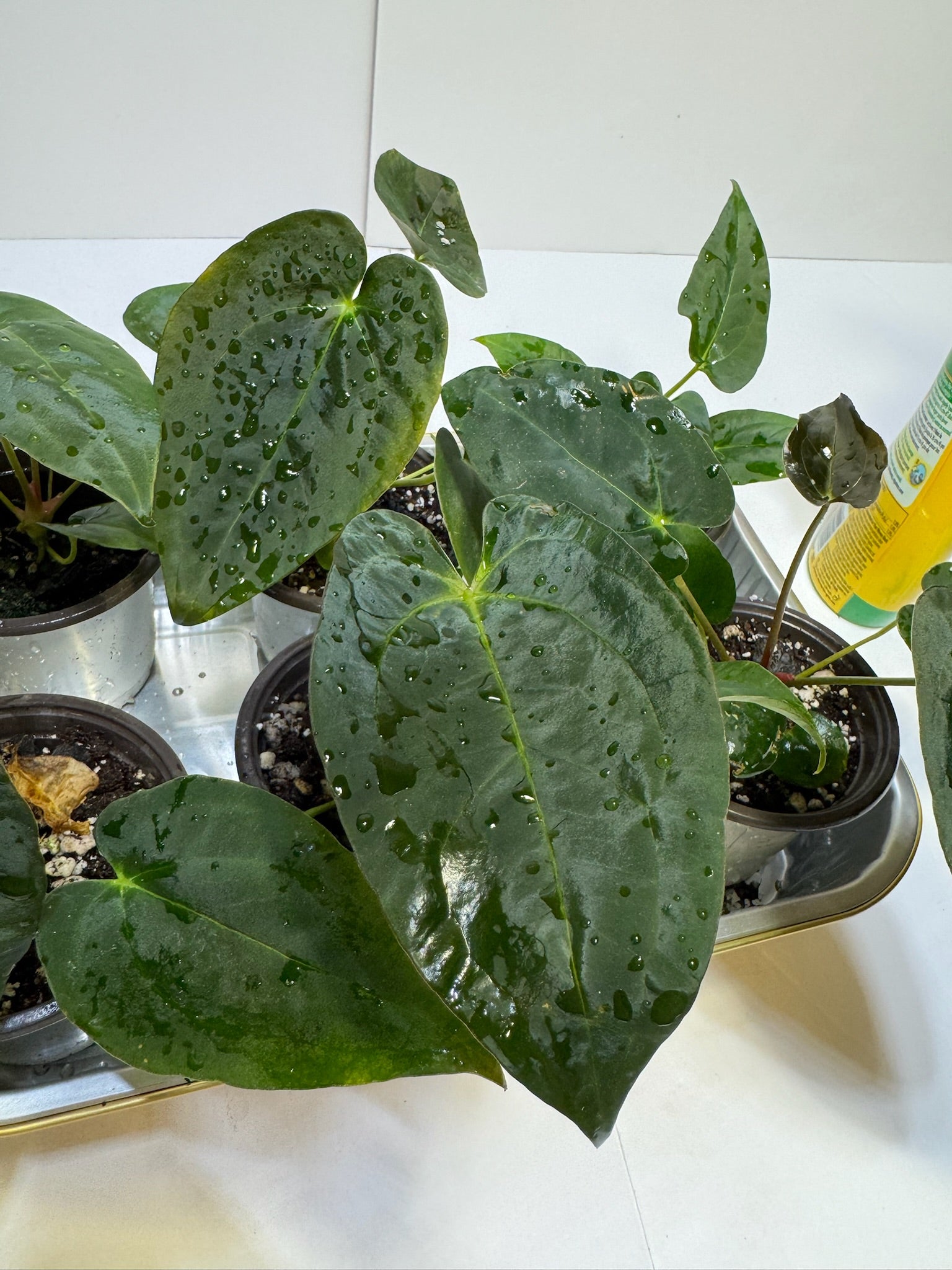 Anthurium Papi FSRL x Forgetii dark *Multiples Available Ramdom Selection*