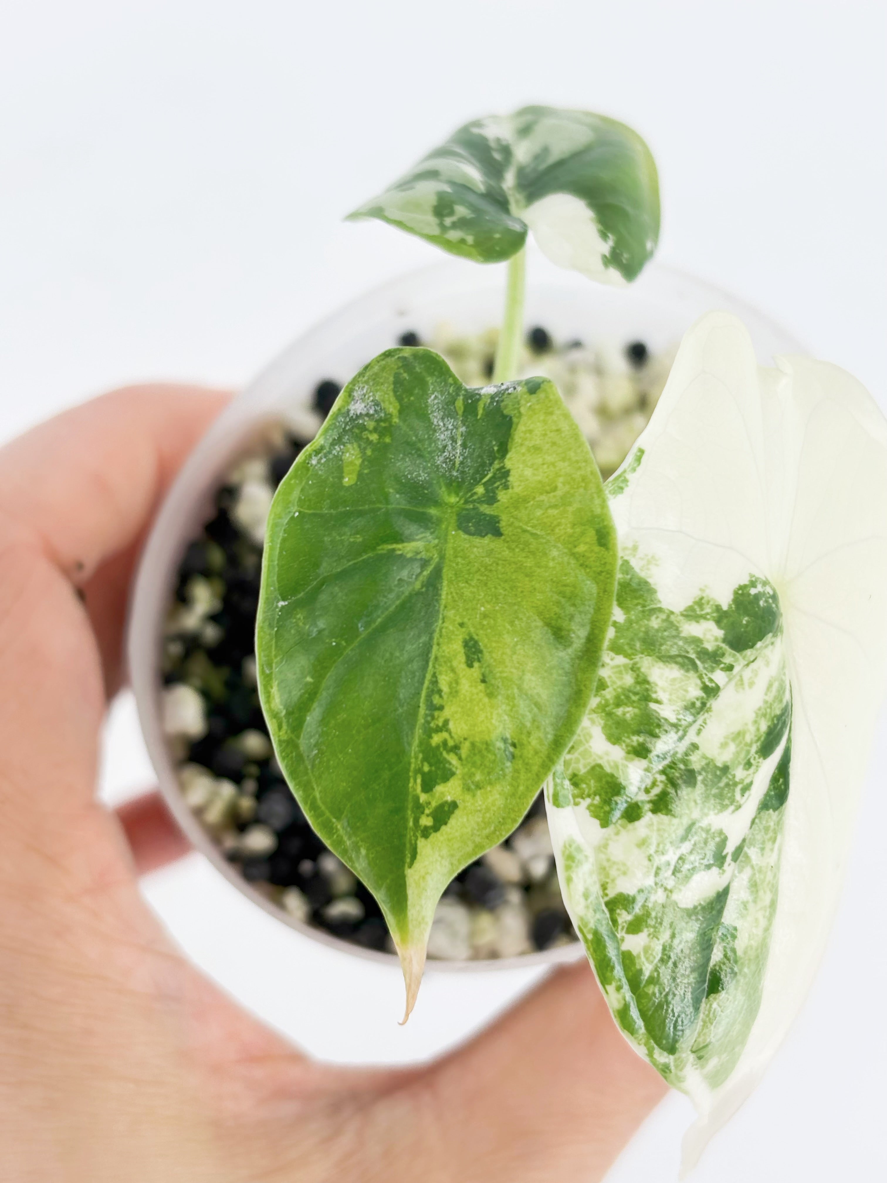 Alocasia Dragon Scale Albo@BC Warehouse