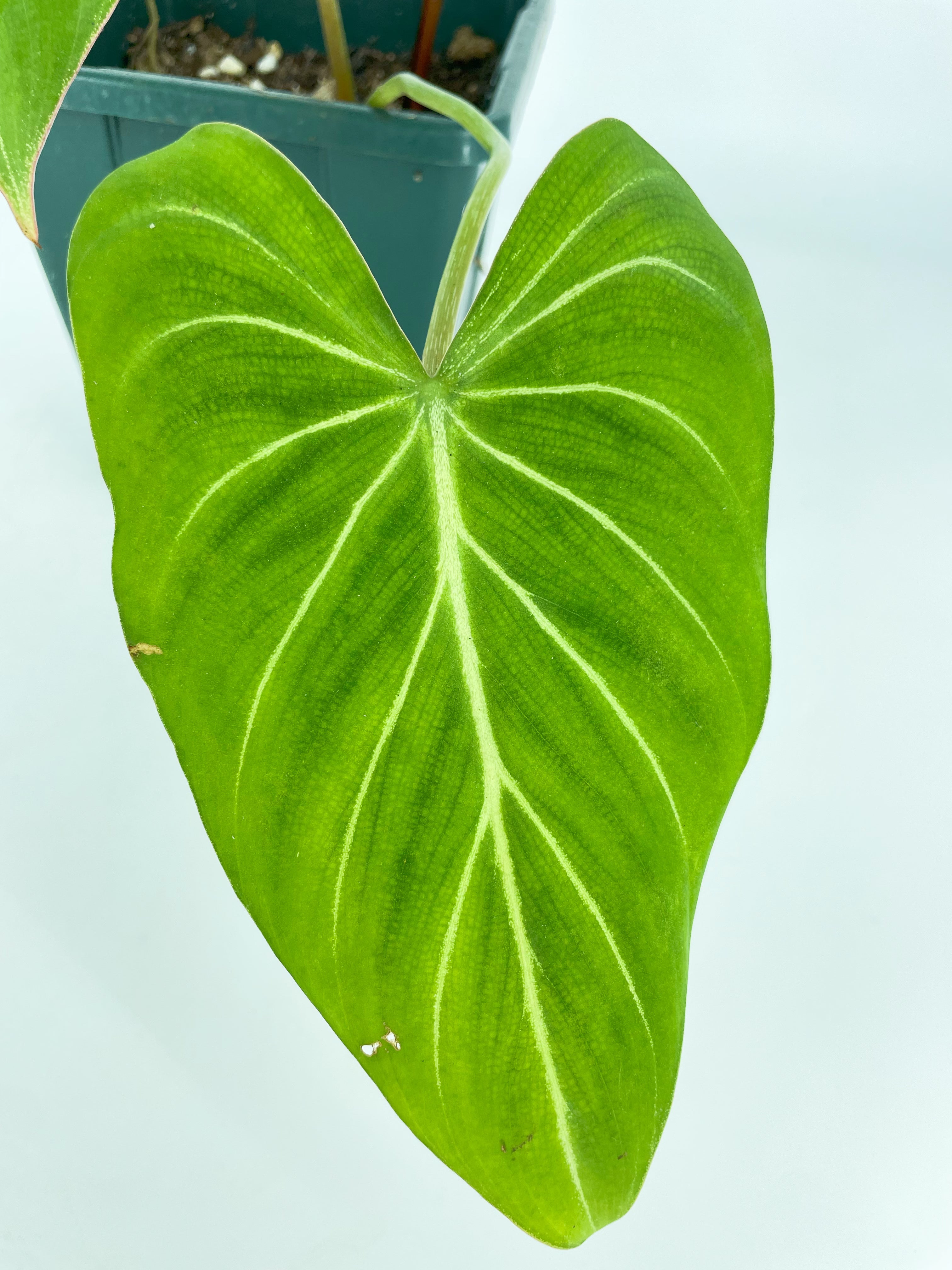 Philodendron Gloriosum