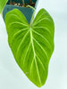 Philodendron Gloriosum