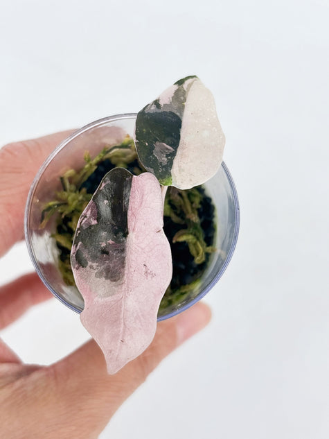 Alocasia Chantrieri Pink (Corm Grown) @BC Warehouse