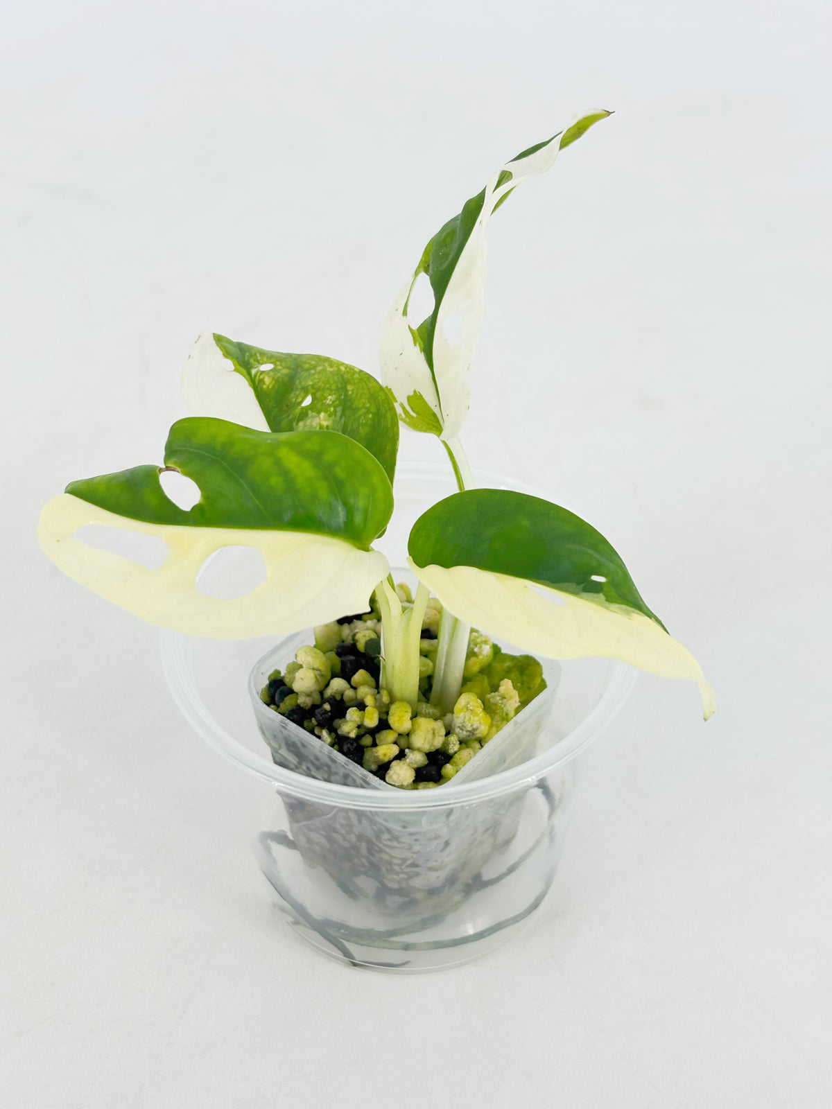 Monstera Adansonii Tricolor Japan@BC Warehouse