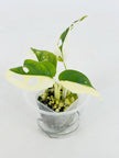 Monstera Adansonii Tricolor Japan@BC Warehouse