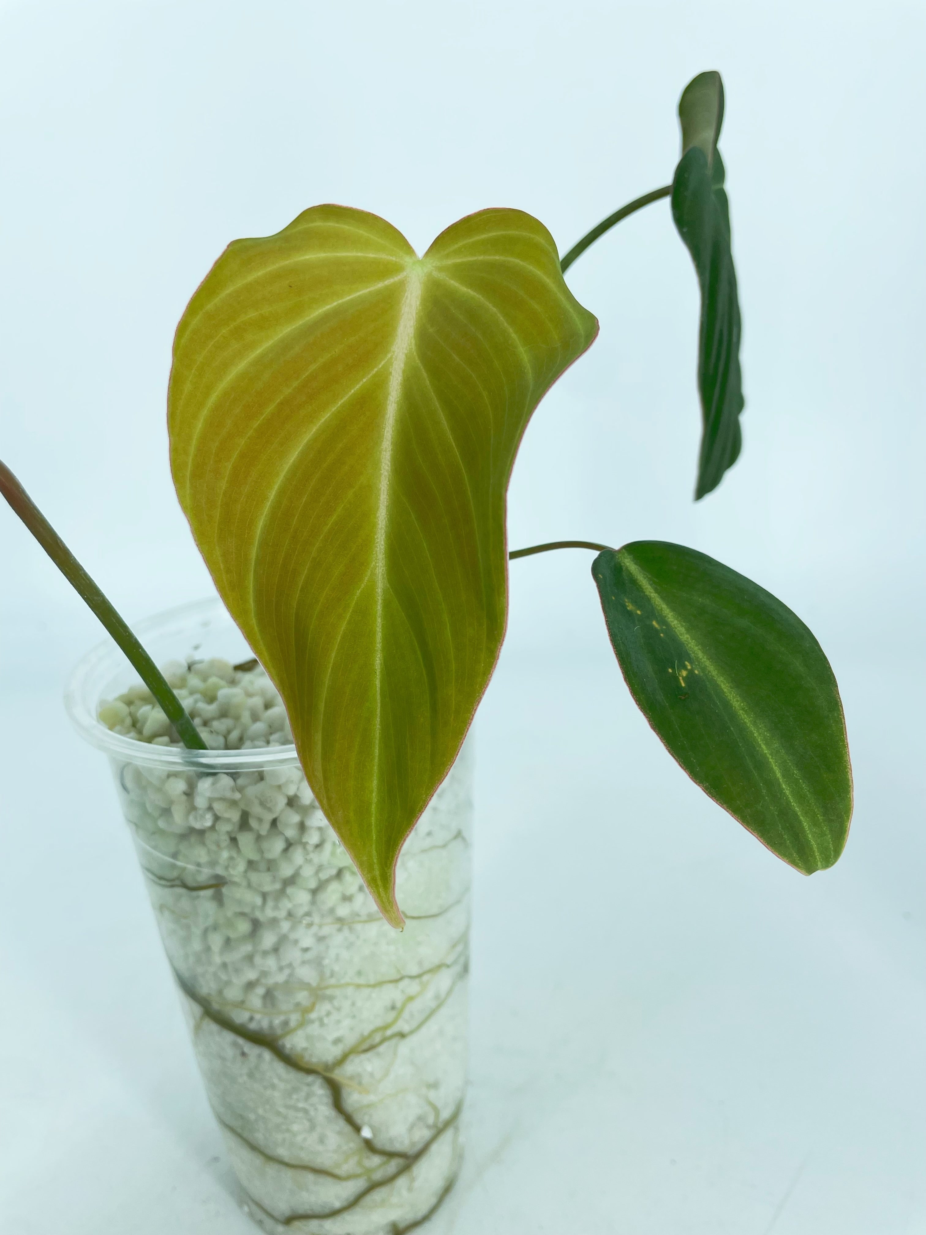 Philodendron Glorious Combo