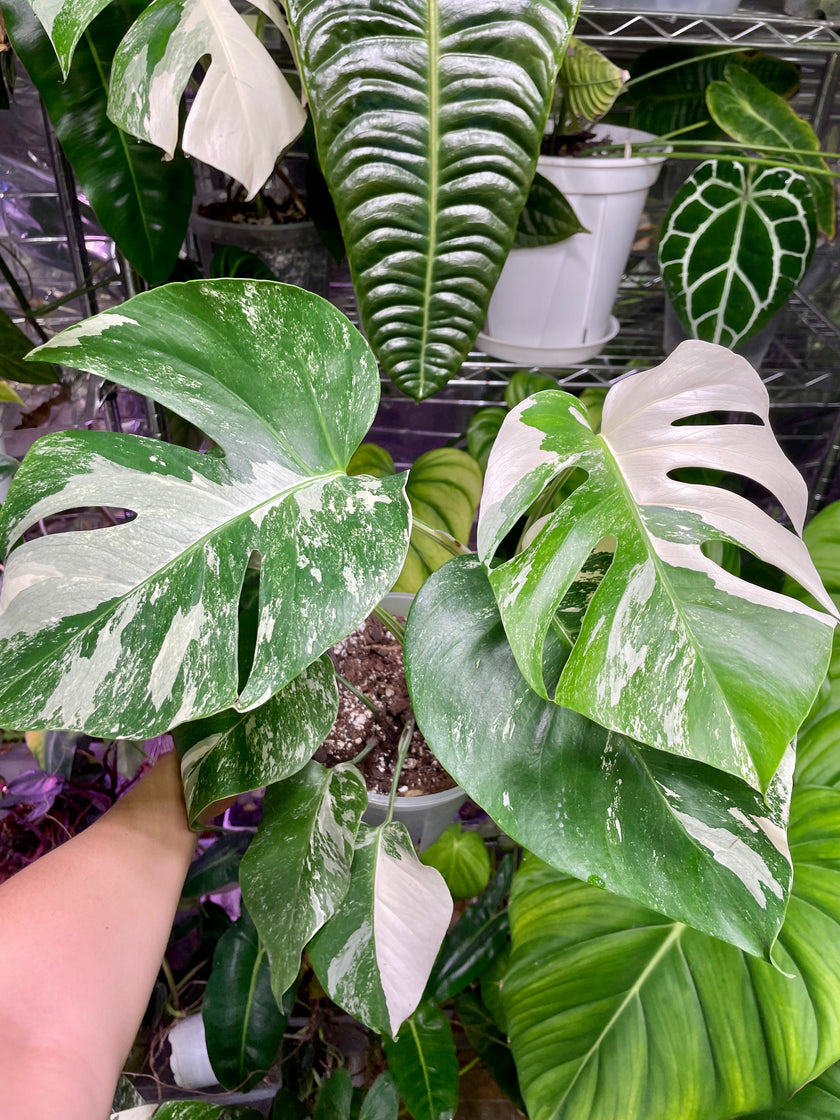 Monstera Albo *Pick Up&Local delivery Only*